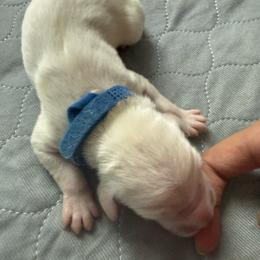 Milo - White and black male Dalmatian puppy in San Antonio, Texas from Salermo’s farm