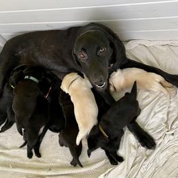 Jack Russell Terrier and Labrador Retriever Puppies from Canine Assist
