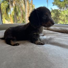 Selah - Chocolate and tan female Dachshund puppy in San Diego, California from Enchantables