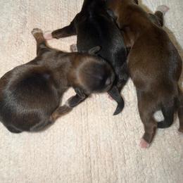 Shih Tzu puppies from The Ruff Life Tribe