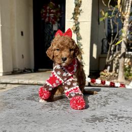 Girl 2 - Apricot female Goldendoodle puppy in San Diego, California from Goldendoodles & Poodles of San Diego