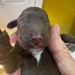 Thunder - Liver male English Cocker Spaniel puppy in Elko, Georgia from HillTop Brittany Kennel