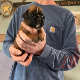 Nyx - Fawn female Boxer puppy in Thompson, Pennsylvania from Moonlitboxers