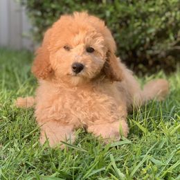 Cavapoo and Poodle Puppies from P&D Palace