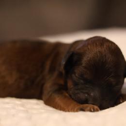 Romeo - Sable male Goldendoodle puppy in Forney, Texas from Diamond Doodle Pups and Poodles