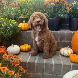 Ember - Red  female Goldendoodle puppy in Milan, Tennessee from Twin Oak Goldendoodles