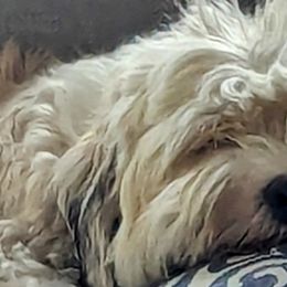 Havanese from Chaenzo