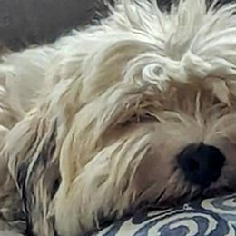 Havanese from Chaenzo