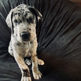Great Dane Puppies from Old Orchard Danes