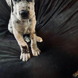 Great Dane Puppies from Old Orchard Danes