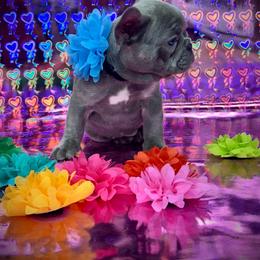 Indigo - Blue female French Bulldog puppy in Rockville, Indiana from Blaze Of Glory Bostons & Frenchies