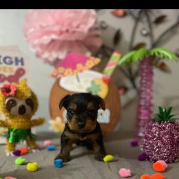 Yorkshire Terrier Puppies from Yorkie Queen Kennels