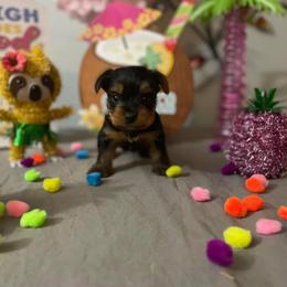 Yorkshire Terrier Puppies from Yorkie Queen Kennels