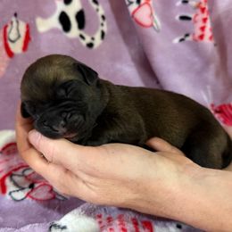 Steal Collar - Fawn female Cane Corso puppy in Paris, Texas from Knucklehead Cane Corso