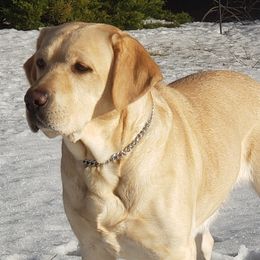 Labrador Retrievers from Destiny Labradors