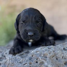 Tiffany - Black female Goldendoodle puppy in Twin Falls, Idaho from Magic Valley Family Doodles