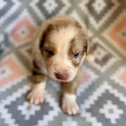 Foxglove - Red merle male Australian Shepherd puppy in Clover, South Carolina from Jo’s Aussies