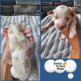 Swiss - Buff and white male Cockapoo puppy in Zanesville, Ohio from Meghan McKay