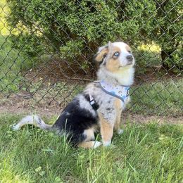 "Silas- 3 months old " Miniature Australian Shepherd Puppies from Integrity Aussies Tx