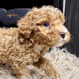 Yam - Red male Bernedoodle puppy in Tyner, Kentucky from Good Dog Doodles