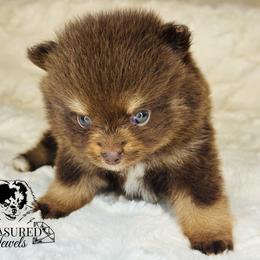 Pomeranian Puppies from Treasured Jewels Pomeranians