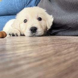Golden Retriever puppies from Knight's Golden Acres