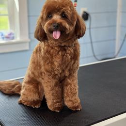Kermit - Goldendoodle