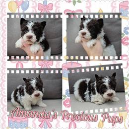 Oaklyn - Liver female Yorkshire Terrier puppy in Wartburg, Tennessee from Amanda's Precious Pups