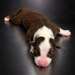 Brooklyn - Red tri-color female Australian Shepherd puppy in Fultonville, New York from Sandy Aussies, Mini Dachshunds & Pomeranians