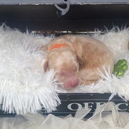 Boy 4 - Cream Australian Labradoodle puppy in Kingwood, Texas from Big Tex Australian Labradoodles