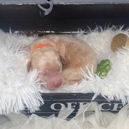Boy 4 - Cream Australian Labradoodle puppy in Kingwood, Texas from Big Tex Australian Labradoodles