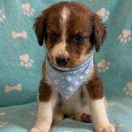 Gus - Merle male Bernedoodle puppy in Holden, Missouri from Mid-West Bernedoodles