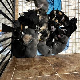 Cane Corso Puppies from Willow’s Meadow