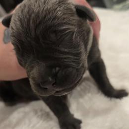 Teal Collar male - Gray male Cane Corso puppy in Granbury, Texas from La Muerte Corso Kennel