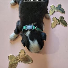 Miniature American Shepherd Puppies from Maureen Chappell's Miniature American Shepherds