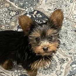 Yorkshire Terrier Puppies from Yorkietopia