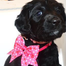 Rose - Aussiedoodle puppy from Boondock Doodles