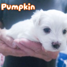 Pumpkin - White male Maltese puppy in Belleville, Michigan from Michigan Maltese Puppies