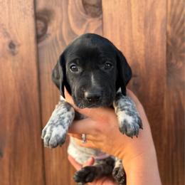 Puma- Purple Collar - Black roan female German Shorthaired Pointer puppy in San Tan Valley, Arizona from Upland Valley Kennels