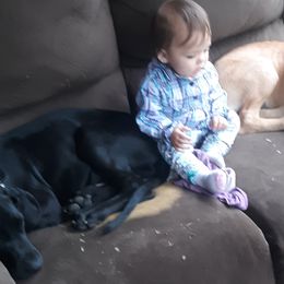 Great Dane Puppies from De Leon Danes