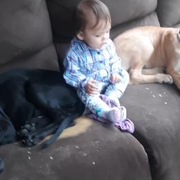 Great Dane Puppies from De Leon Danes
