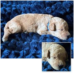 B4- Dk Blue - Apricot male Goldendoodle puppy in Ankeny, Iowa from Iowadoodles2love