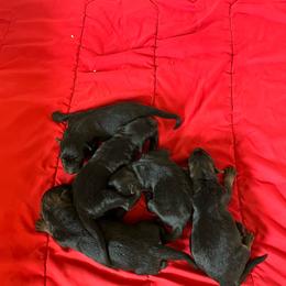 Black boy 1 - Black male German Shepherd puppy in Lucasville, Ohio from Trusting Hearts Kennel