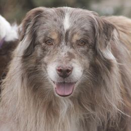 Australian Shepherds from Christa's Aussies