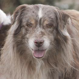 Australian Shepherds from Christa's Aussies