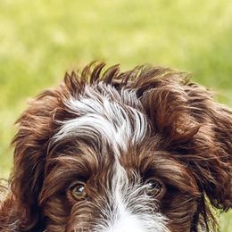 Aussiedoodle, Cavalier King Charles Spaniel, and Toy Australian Shepherd Puppies from Triple Cross Aussies Triple Across Aussiedoodles Cair Paravel Cavaliers