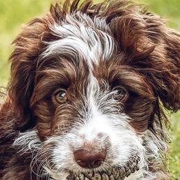 Aussiedoodle, Cavalier King Charles Spaniel, and Toy Australian Shepherd Puppies from Triple Cross Aussies Triple Across Aussiedoodles Cair Paravel Cavaliers