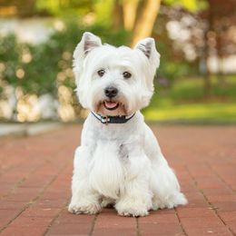 Finnegan - West Highland White Terrier