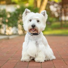 Finnegan - West Highland White Terrier