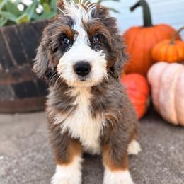 Susan (Guardian Home) - Tri-color female Bernedoodle puppy in Travelers Rest, South Carolina from Bernedoodle.do